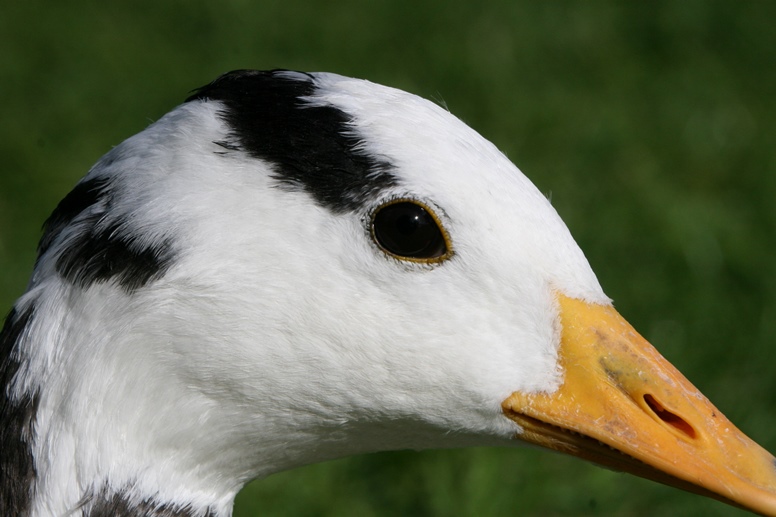 goose head